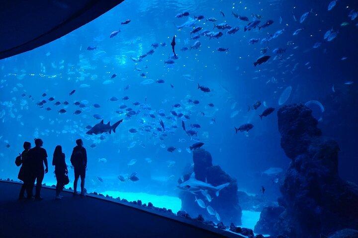 Pacchetto Acquario Poema del Mar e Bus TUI