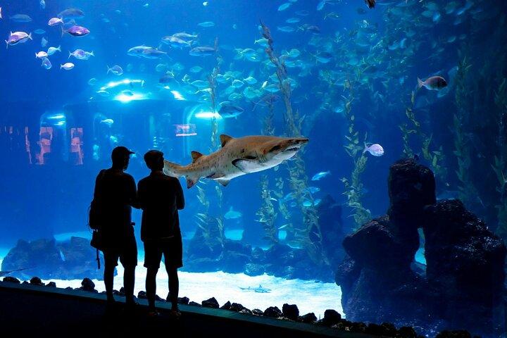 Pacchetto Acquario Poema del Mar e Bus TUI