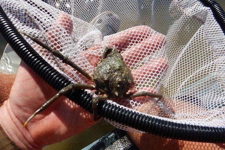 マナティーとイルカのカヤック｜野生動物の避難場所（タイタスビル）