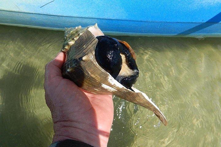 マナティーとイルカのカヤック｜野生動物の避難場所（タイタスビル）