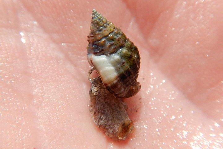 マナティーとイルカのカヤック｜野生動物の避難場所（タイタスビル）