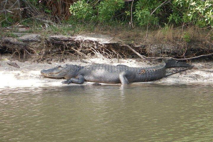 マナティーとイルカのカヤック｜野生動物の避難場所（タイタスビル）