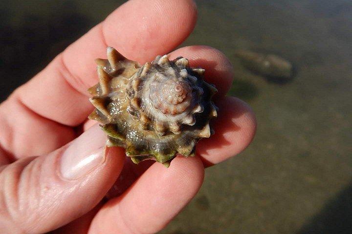 マナティーとイルカのカヤック｜野生動物の避難場所（タイタスビル）