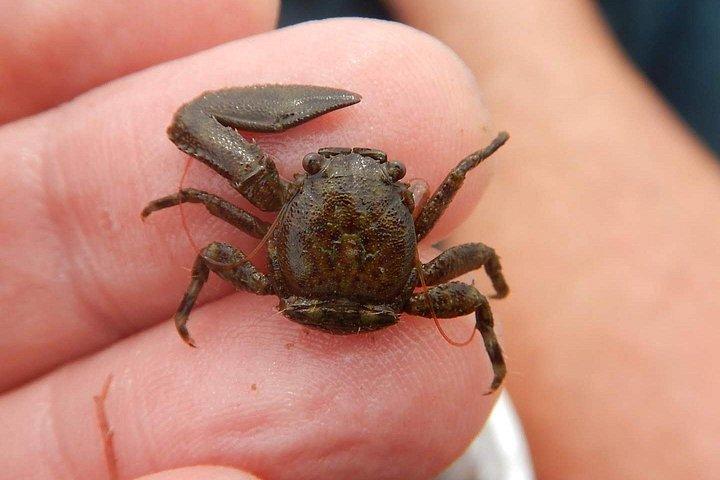 マナティーとイルカのカヤック｜野生動物の避難場所（タイタスビル）