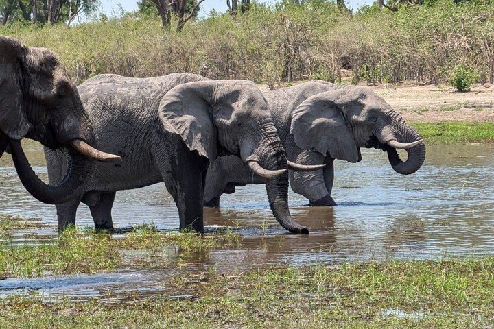 Maun Ngamiland 4-Day Guided Tour