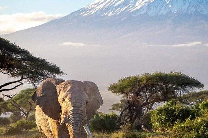 Safari privé à Amboseli de 3 jours
