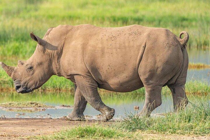 Safari privé à Amboseli de 3 jours