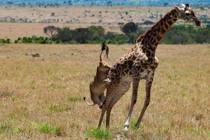 2 Tage Maasai Mara bei Safari