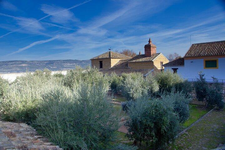 Guided tour of the Museum of Olive Culture Oil Tasting