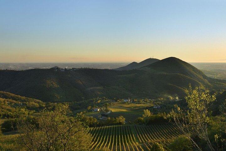 Scopri i Vini e i Sapori Tradizionali dei Colli Euganei