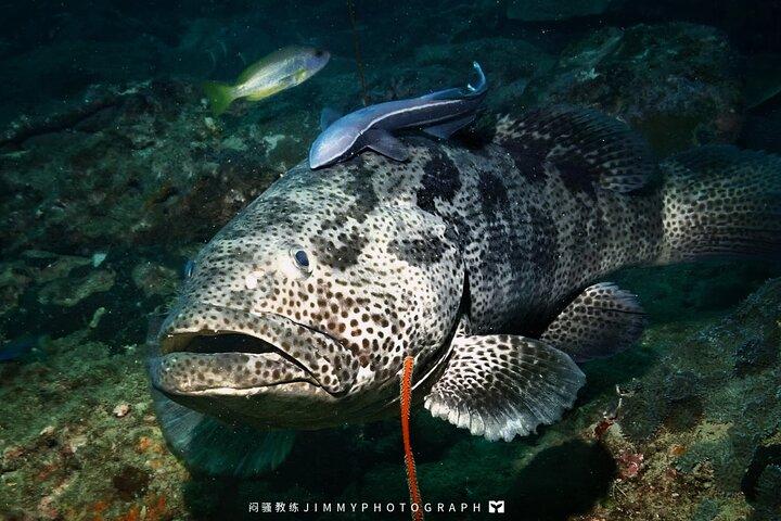 Miri Coral Reef Day Dive