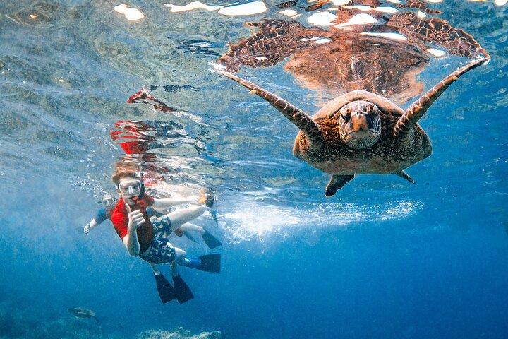 マウイ島：モロキニ火口とタートルタウンシュノーケリング紀平発