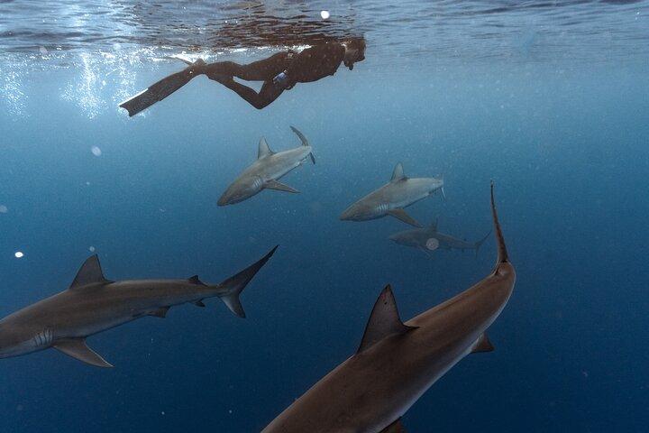 Buceo con tiburones (sin jaula)