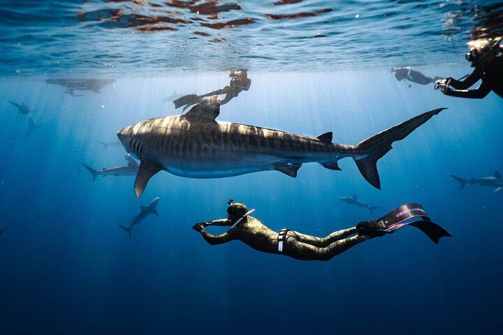 Buceo con tiburones (sin jaula)
