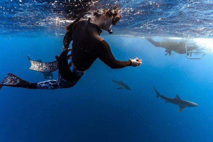 Buceo con tiburones (sin jaula)