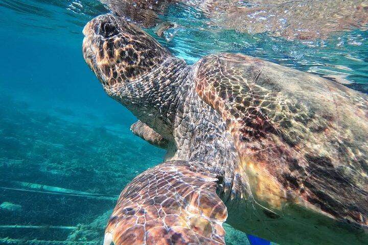 paphos : snorkeltocht op zee met Gids