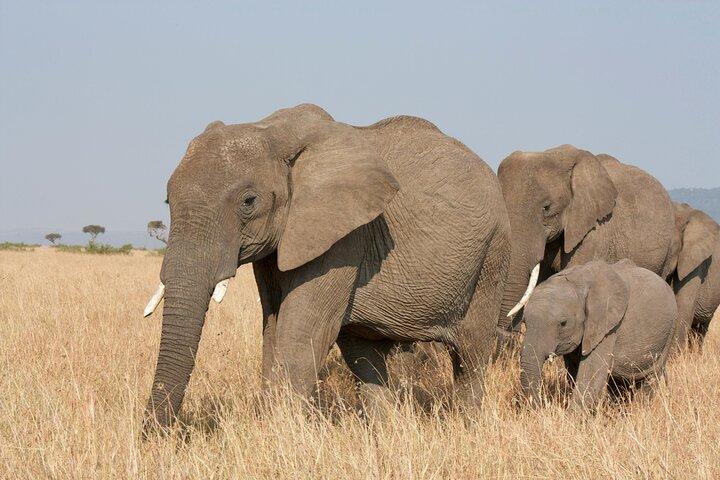 Nuit safari au parc national Amboseli au départ de Nairobi