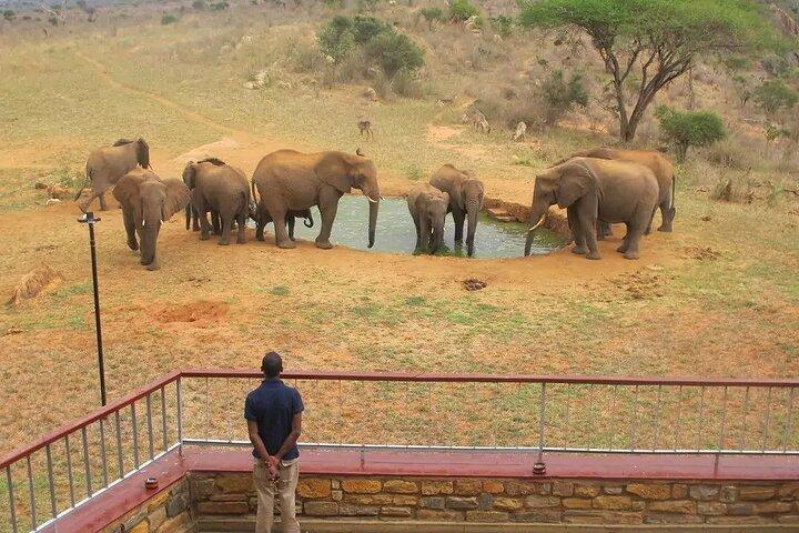 3 dagar privat Tsavo öst och väst med Mzima Springs Safari