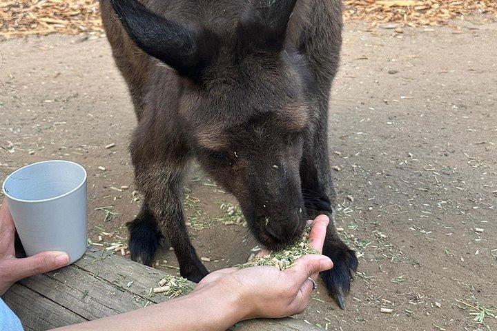 PVTガイドツアー: シドニーオペラハウスとフェザーデールワイルドライフパーク