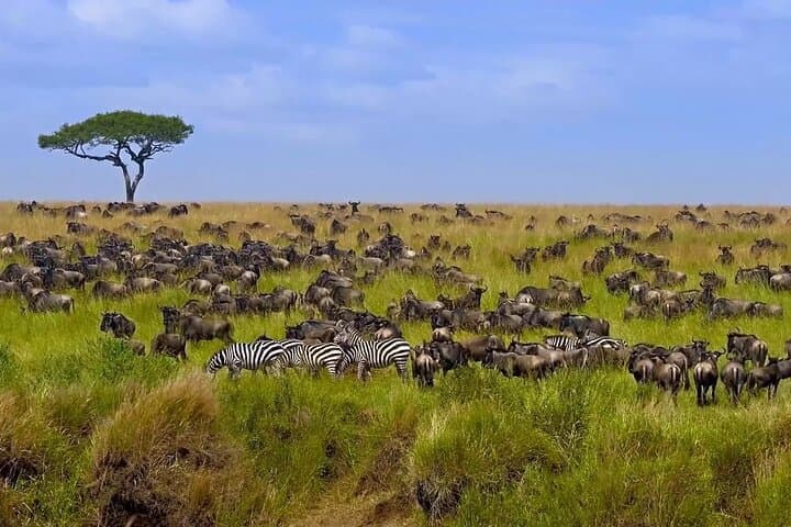 Private Safari Tour : Nairobi National Park