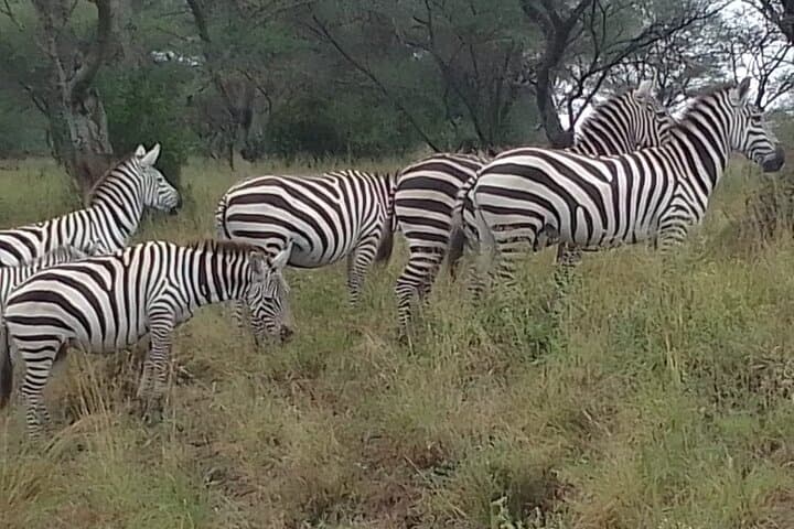 Half Day Nairobi National Park Experience