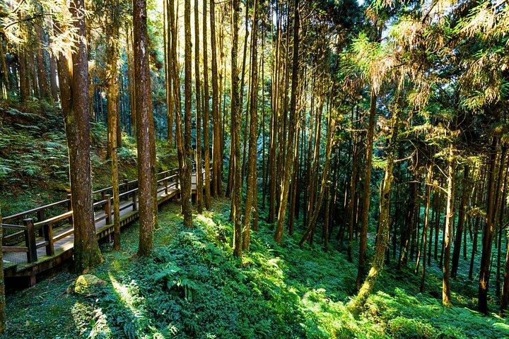 台北発阿里山2日乗り合いツアー