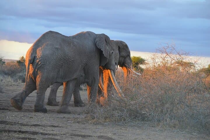 3 - Day classic safari to Masai Mara with optional Masai Village