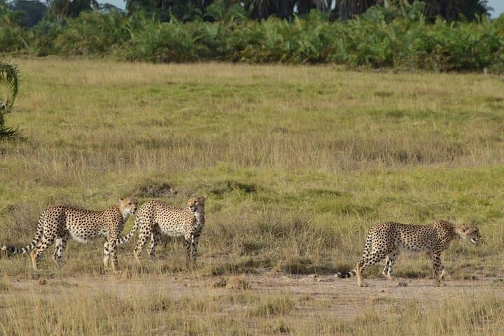 3 - Day classic safari to Masai Mara with optional Masai Village