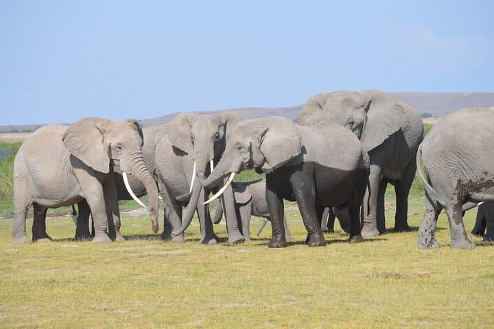 3- Day Exploring Giants and Golden Sunsets in Amboseli