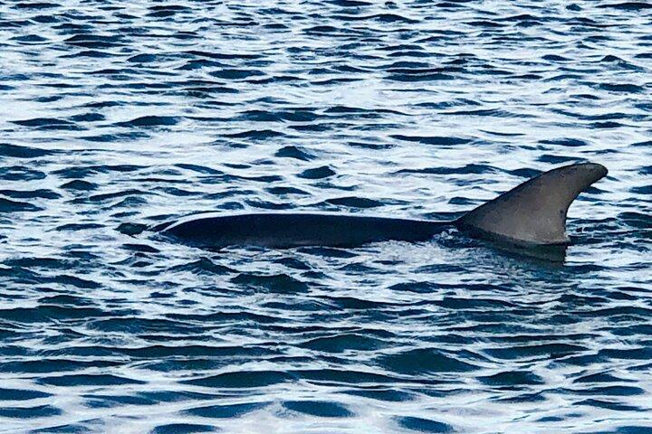 Folly Dolphin Adventure (privat oder öffentlich) für 12 Gäste