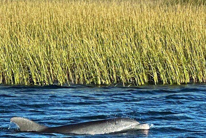 Folly Dolphin Adventure (Privat eller offentlig) til 12 gæster
