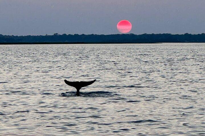 Folly Dolphin Adventure (Privat eller offentlig) til 12 gæster