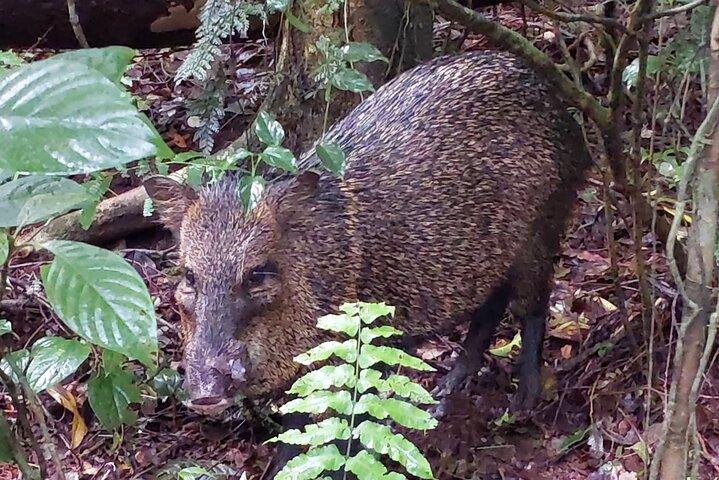 モンテベルデ雲霧林 | 動植物ガイドツアー