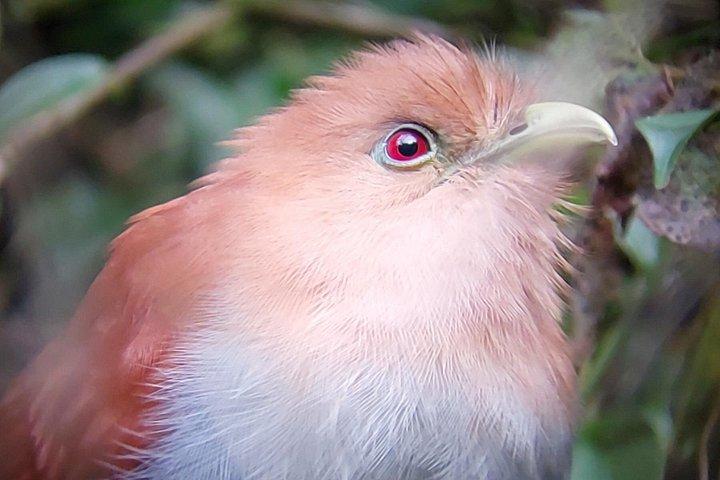 モンテベルデ雲霧林 | 動植物ガイドツアー