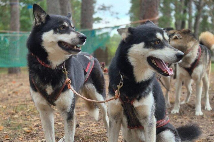 Husky Trekking en Parque Natural cerca de Vilna