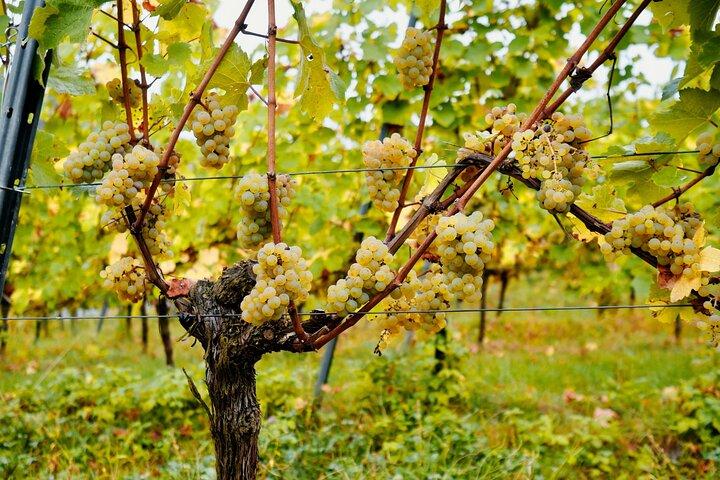 Mosel degustação de vinhos orgânicos e excursão na adega em Reil