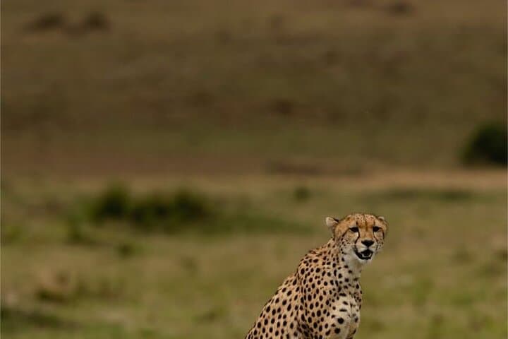 Maasai Mara Overnight Trip