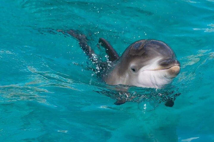 Nadar com Happy Dolphin 30 min e Transfer - Sharm El Shiekh