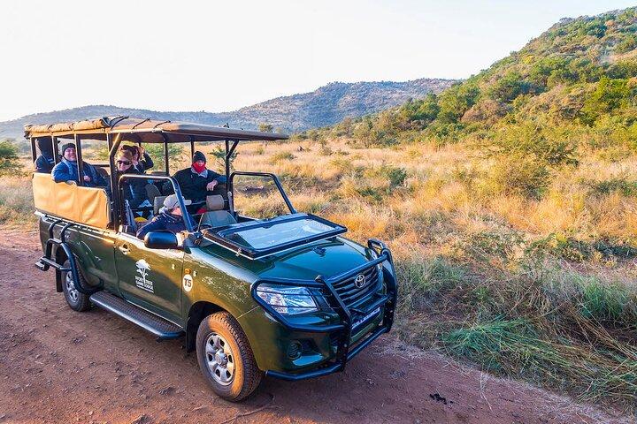 Safari di 4 giorni a Pilanesberg presso Ivory Tree Game Lodge