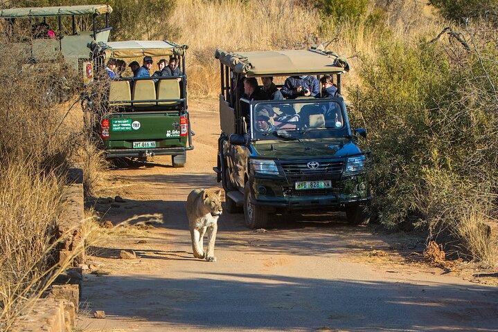 Tour in autobus condiviso del Parco Nazionale Pilanesberg di 3 giorni