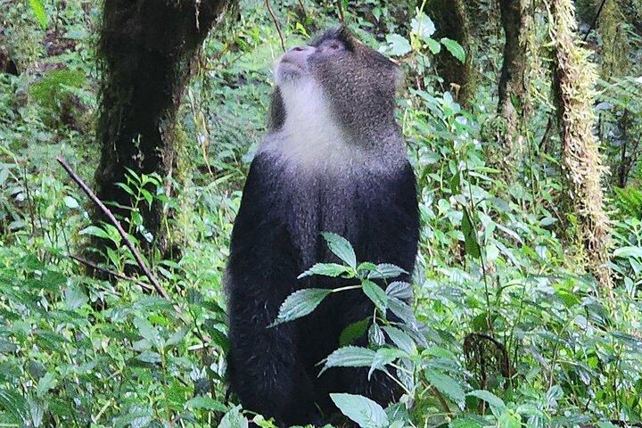 Mount Kilimanjaro dagwandeling