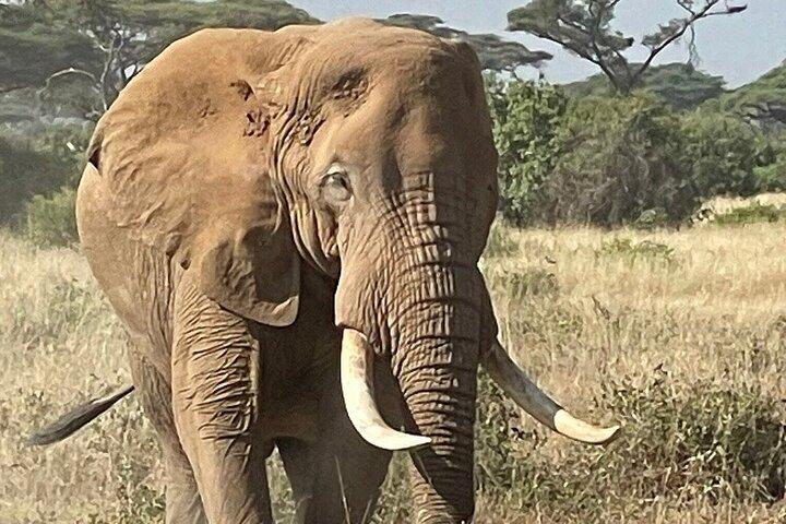 Excursion privée d'une journée à Amboseli au départ de Nairobi