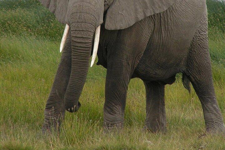 Excursion privée d'une journée à Amboseli au départ de Nairobi