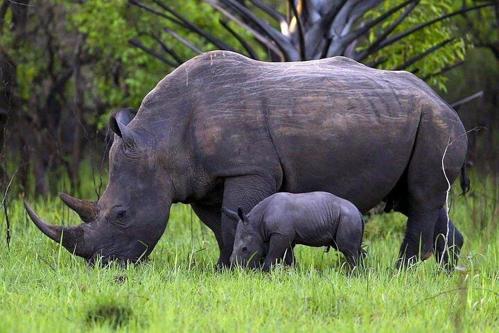 Safari di 3 giorni a Pilanesberg presso Kwa Maritane Lodge