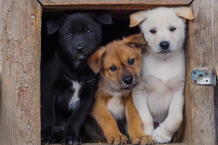 ハスキーの暮らし、犬舎ツアー、夏のハスキー乗馬