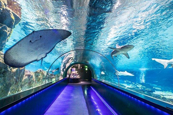 Excursion en voiture privée à l'aquarium Coex Séoul