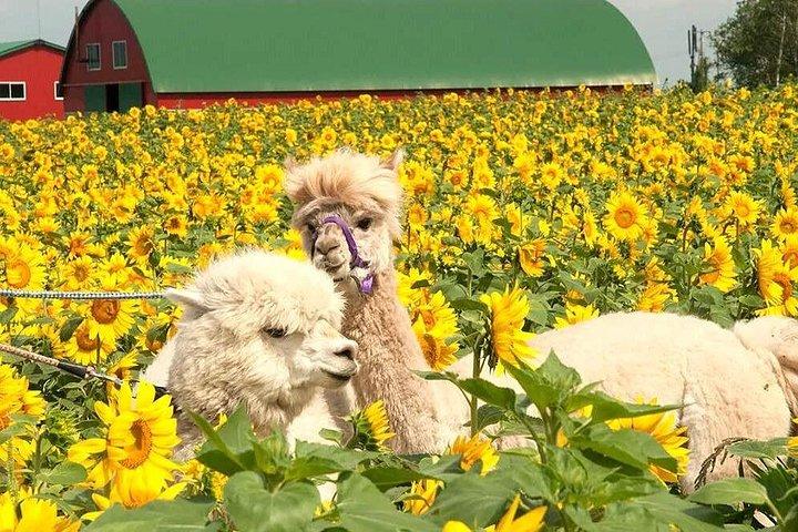 北海道美瑛・富良野花の日帰りツアー|青い池&農園富田