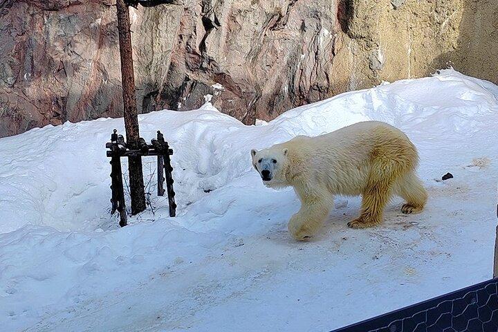 旭山動物園、美瑛の木、白ひげの滝と青い池日帰りツアー