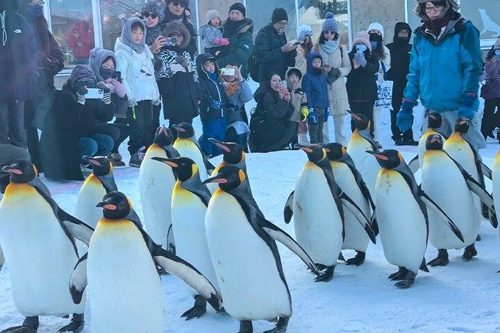 Asahiyama Zoo, Biei træ, Shirohige Falls og Blue Pond Dagstur
