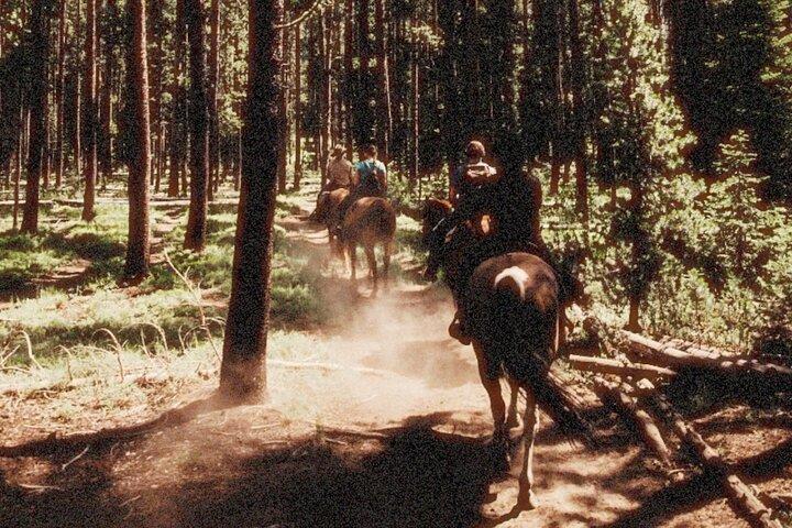 Paseos a caballo guiados